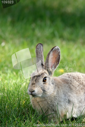 Image of rabbit