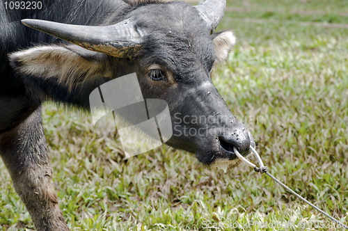 Image of Tied Buffalo