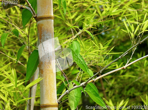 Image of Bamboo branch detail