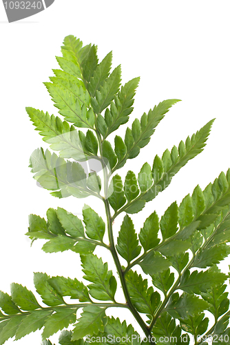 Image of Fern leaf 