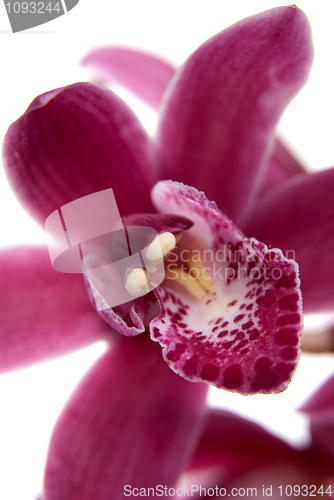 Image of Pink orchid flower close-up