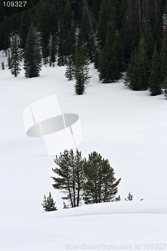 Image of trees in snow