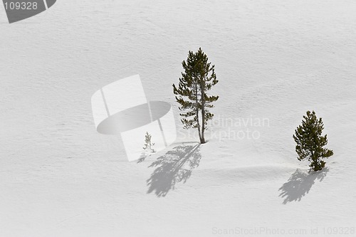 Image of trees in snow