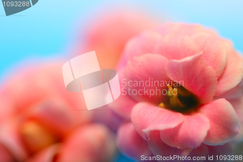 Image of Pink Flowers Of Kalanchoe   Macro shutter with soft Focus 