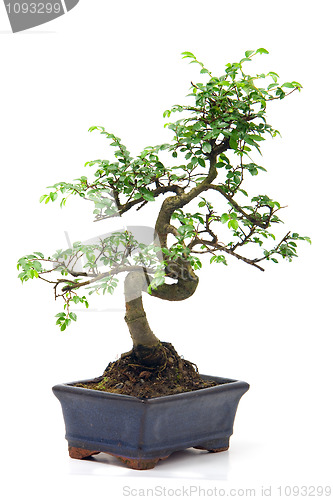 Image of Chinese green bonsai tree Isolated on white background 