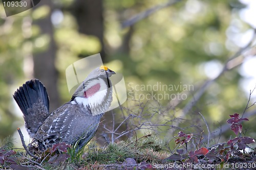 Image of rocky mountain blue grouse