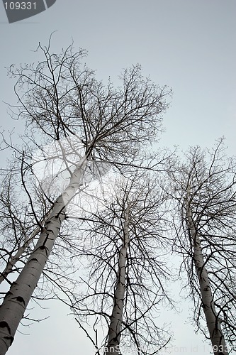 Image of birch trees looking up