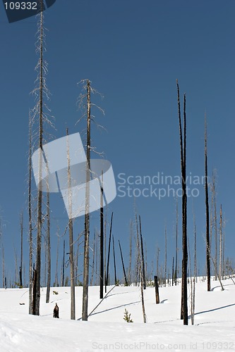 Image of charred trees in snow