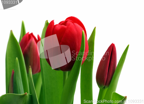Image of bouquet of red tulips close-up