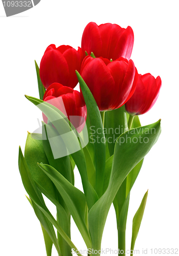 Image of bouquet of red tulips
