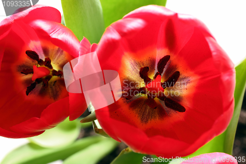Image of close-up view on red tulips
