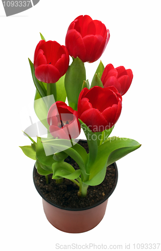 Image of red tulips in pot