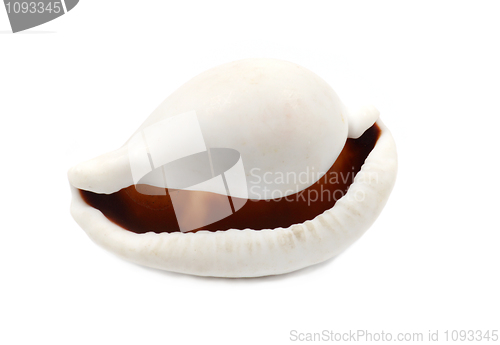 Image of Big Mouth Seashell