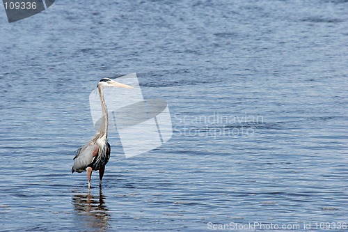 Image of great blue heron