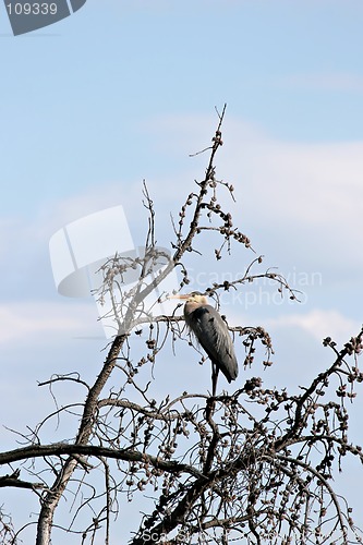 Image of great blue heron on tree