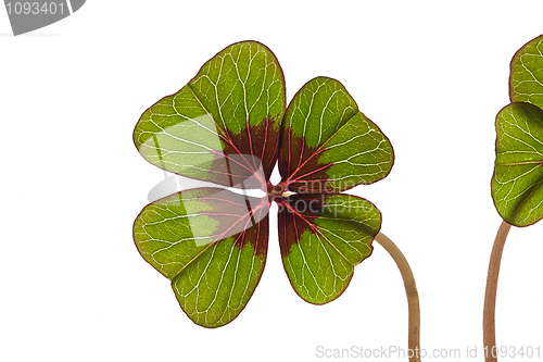 Image of Four leaved Clover