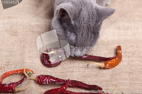 Image of Cat eating Chili