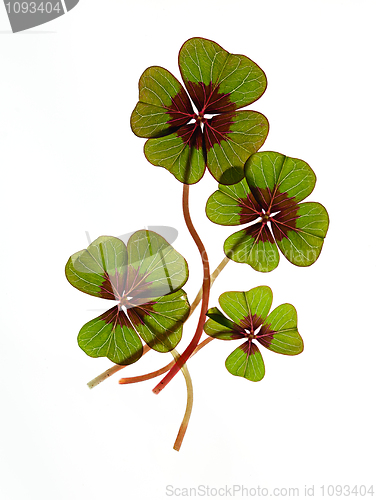 Image of Four leaved Clover