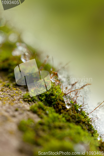 Image of Moss in Ice