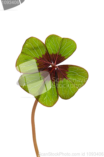 Image of Four leaved Clover