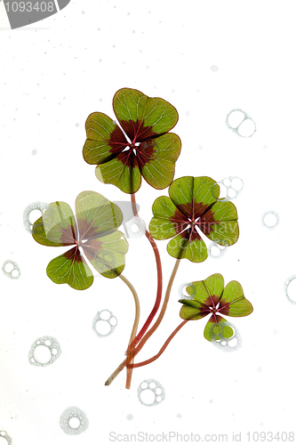 Image of Four leaved Clover