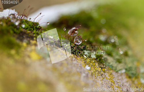 Image of Moss in Ice