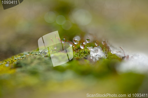 Image of Moss in Ice