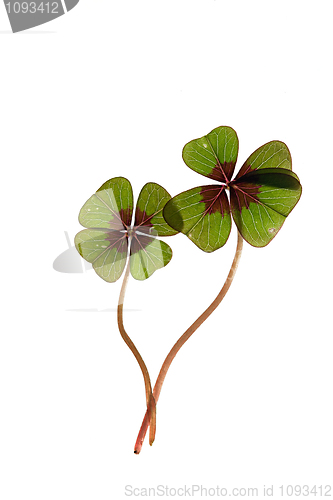 Image of Four leaved Clover