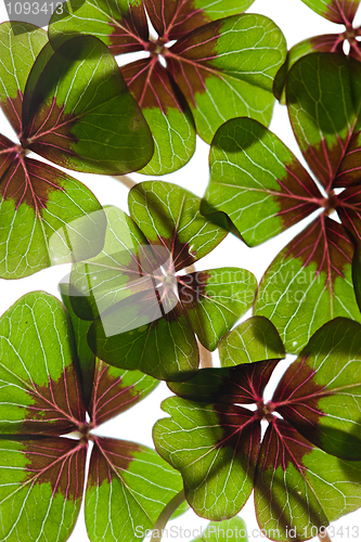 Image of Four leaved Clover