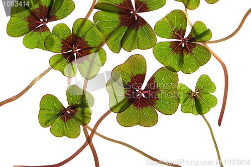 Image of Four leaved Clover