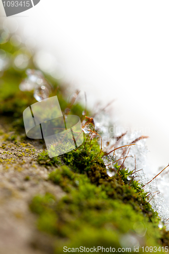 Image of Moss in Ice