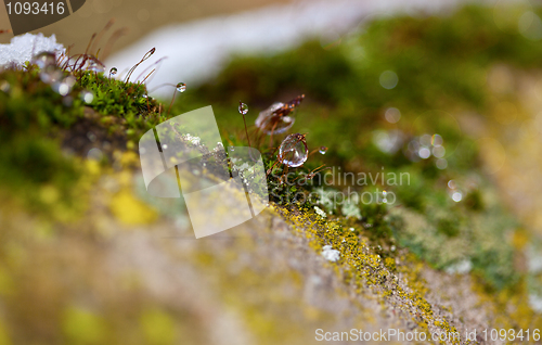 Image of Moss in Ice