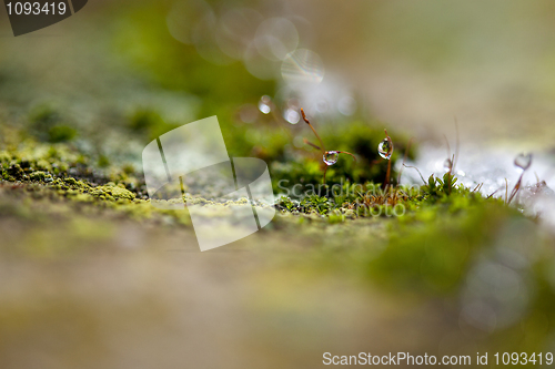 Image of Moss in Ice