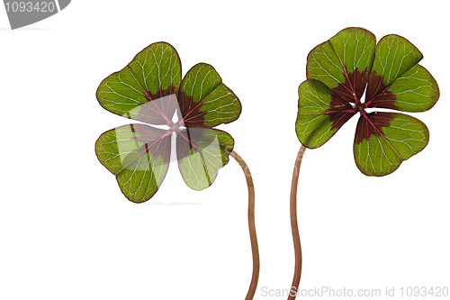 Image of Four leaved Clover