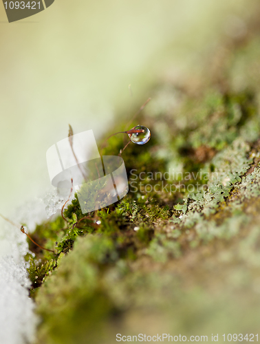 Image of Moss in Ice