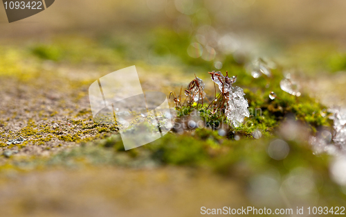 Image of Moss in Ice