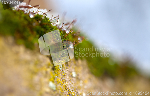 Image of Moss in Ice