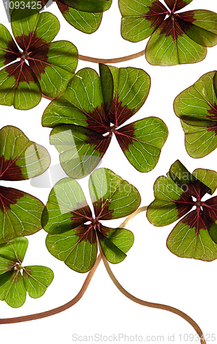 Image of Four leaved Clover