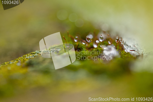 Image of Moss in Ice