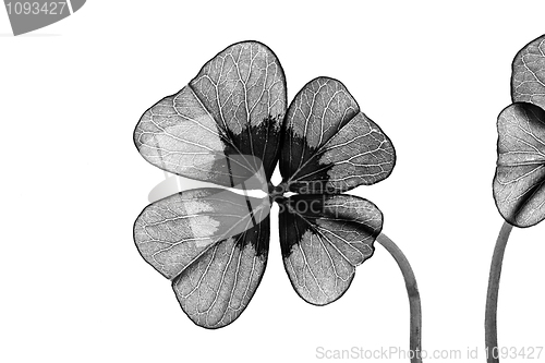 Image of Four leaved Clover