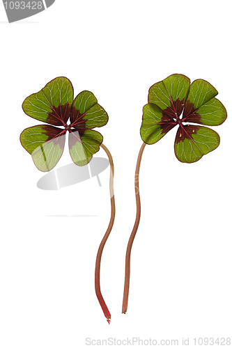 Image of Four leaved Clover