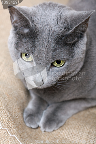 Image of Cat face