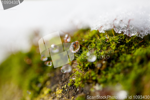 Image of Moss in Ice