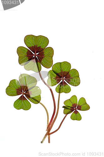 Image of Four leaved Clover