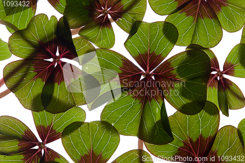 Image of Four leaved Clover