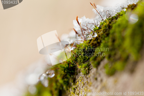 Image of Moss in Ice