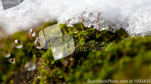 Image of Moss in Ice