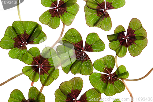 Image of Four leaved Clover