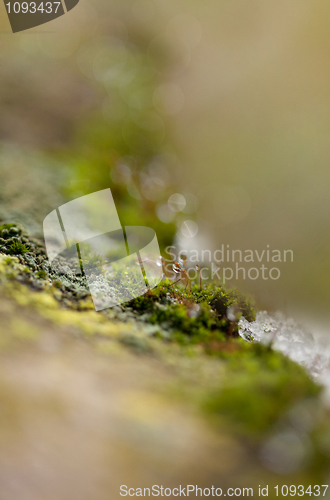 Image of Moss in Ice