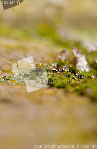 Image of Moss in Ice